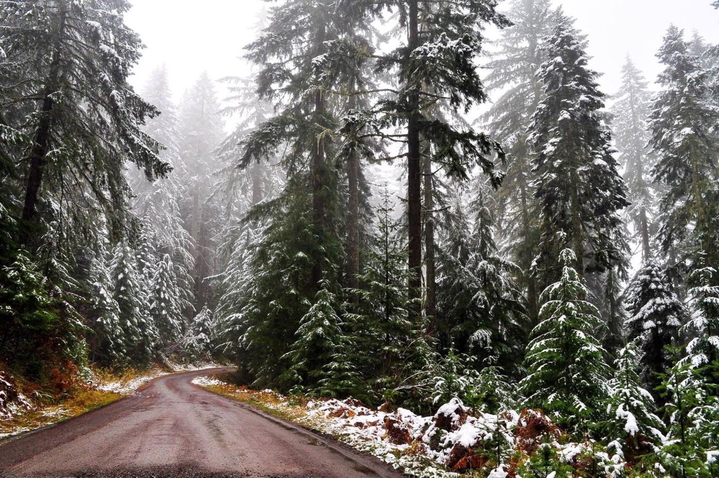 Snow on the Umpqua NF