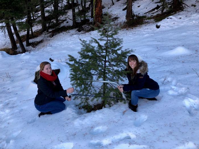 Preview photo of Sawtooth National Forest Christmas Tree Permit