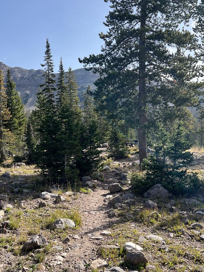 A photo of Site 1 of Loop BUTTR at Butterfly Campground with No Amenities Shown