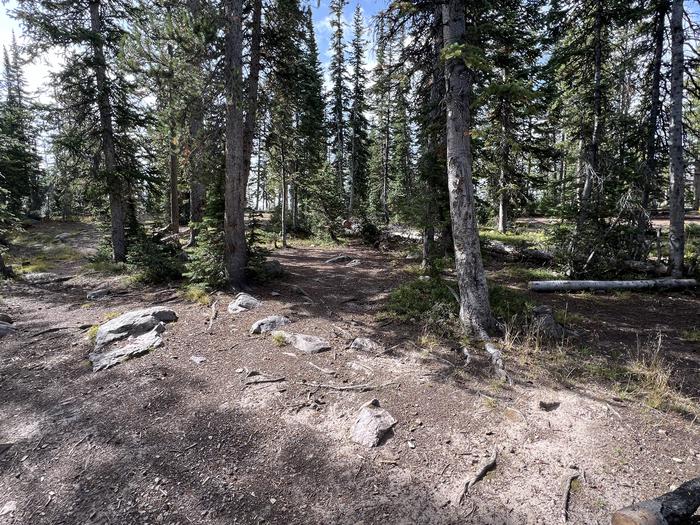 A photo of Site 8 of Loop BUTTR at Butterfly Campground with No Amenities Shown