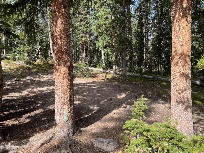 A photo of Site 12 of Loop BUTTR at Butterfly Campground with No Amenities Shown