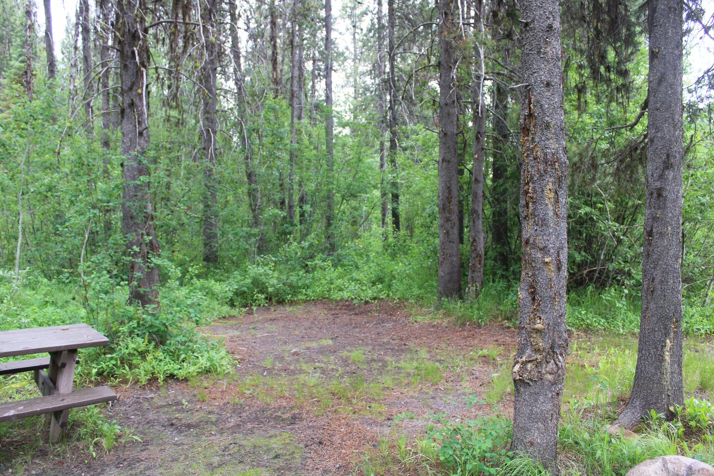 Site tent pad in the trees Site tent pad