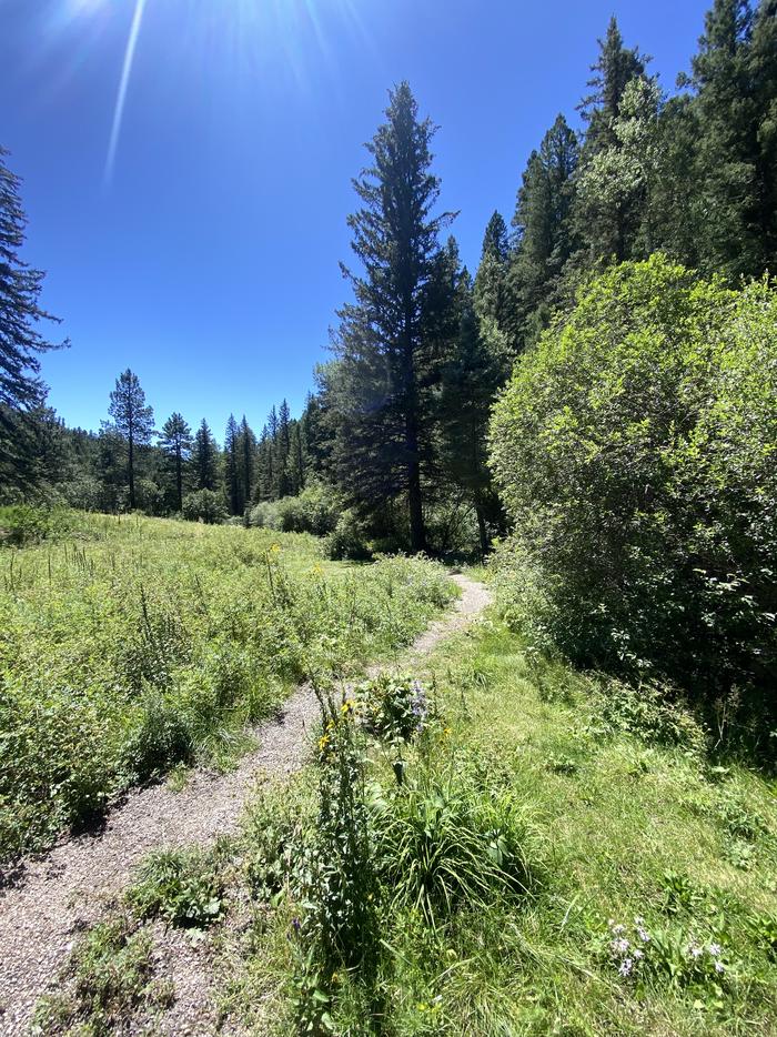 Trees grow alongside a paved walkway with clear skies overhead and creek nearby.