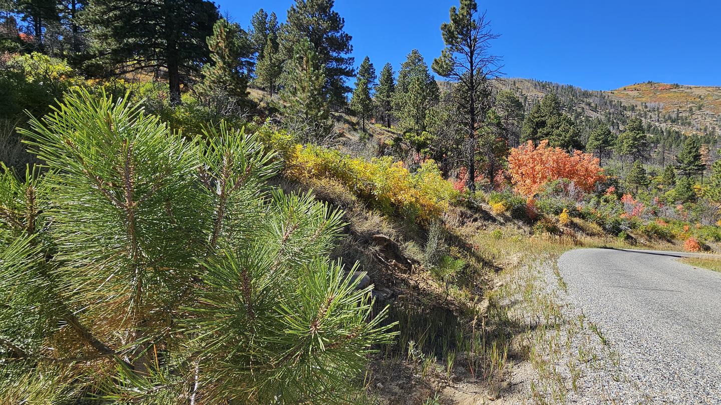 Road bordered by trees, shrubs, and grasses at different stages of changing colors of Fall.Fall colors along the road to Price Canyon campground