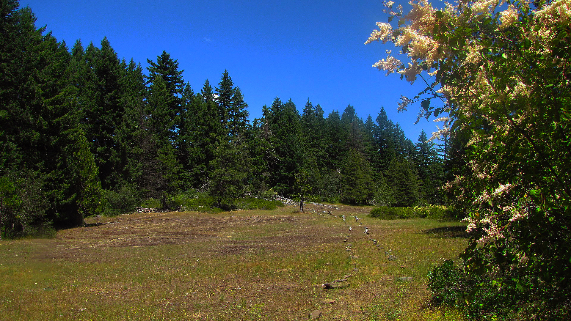 Meadow Along the Baker Cypress Trail.