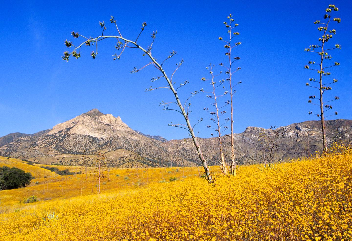 Wildflowers and Montezuma PeakA field of wildflowers blooms in the grasslands, one of the many life zones in the park