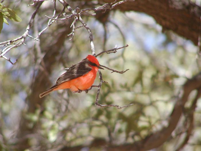 Vermillion FlycatcherA great diversity of birds are found in and near Coronado National Memorial