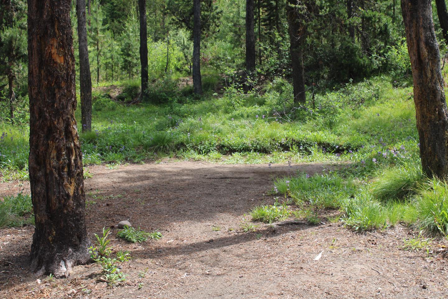 Tent pad in between trees and a grass fieldSite tent pad