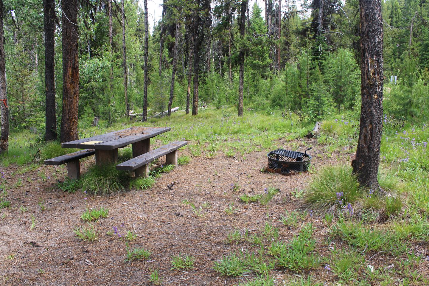 Site picnic table and fire ring between treesSite picnic table and fire ring