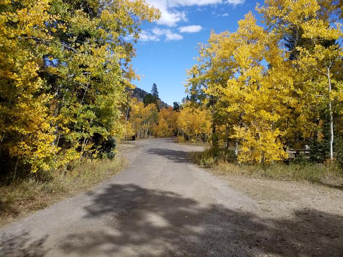 Willow Campground fall colors near site 4