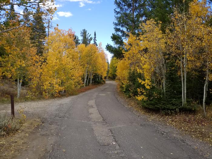 Willow Campground fall colors near site 7