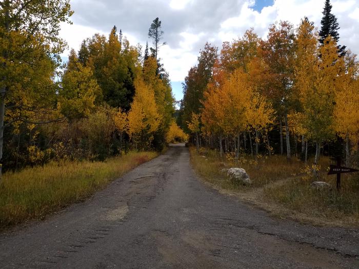 Willow Campground fall colors near site 11