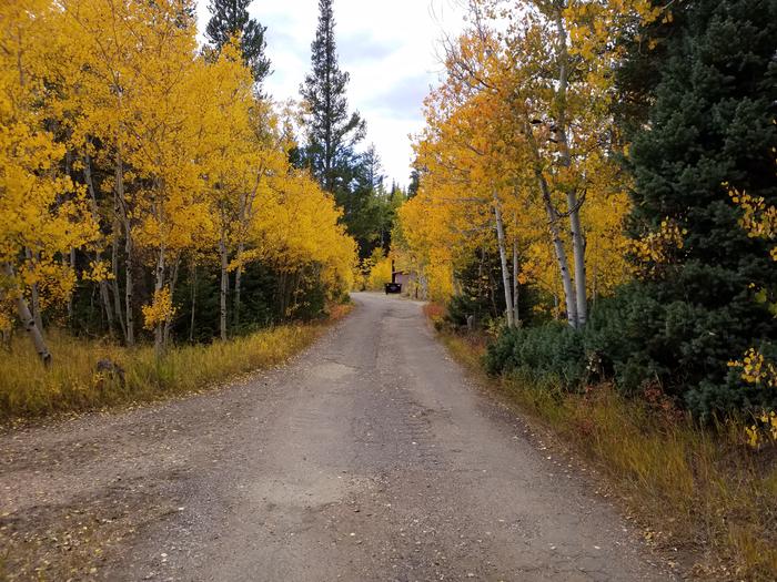 Willow Campground fall colors near site 8