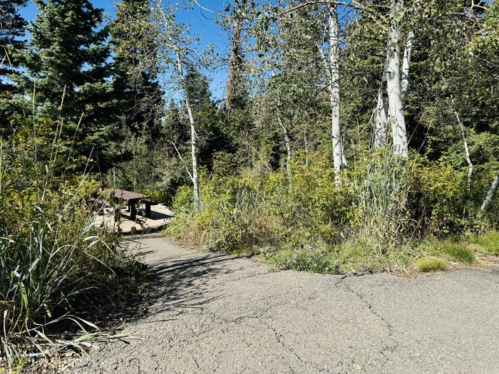 Path to picnic table 