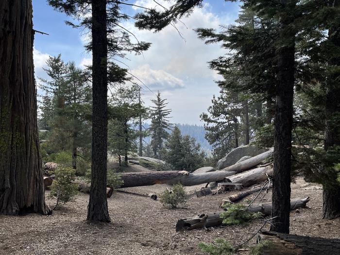 Landscape in Sunset Campground showing a wash with down trees and an open area near treesLandscape in Sunset Campground