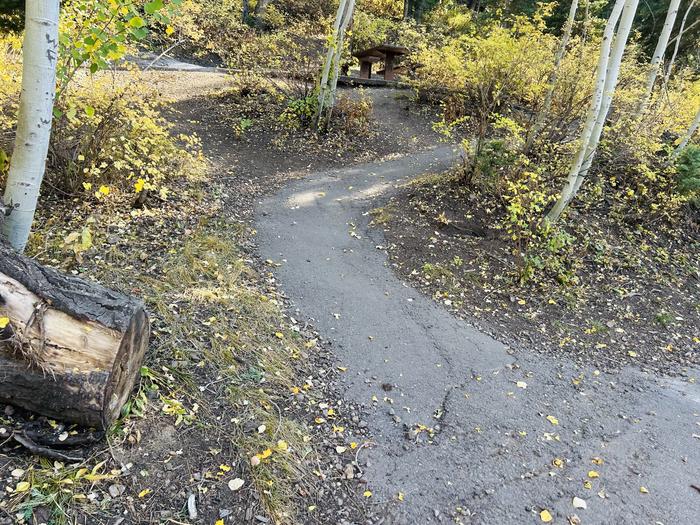 Path to picnic table 