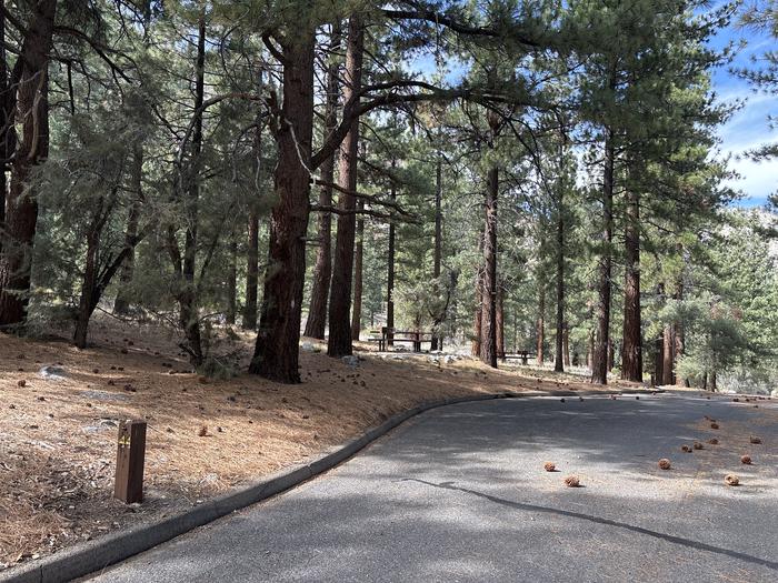 A photo of Site 44 of Loop  at Bootleg with Picnic Table, Fire Pit, Shade, Tent Pad