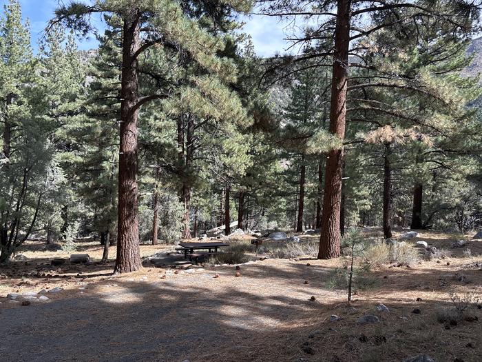 A photo of Site 34 of Loop  at Bootleg with Picnic Table, Fire Pit, Tent Pad