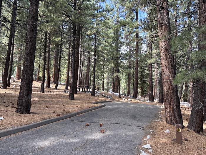 A photo of Site 40 of Loop  at Bootleg with Picnic Table, Fire Pit, Shade, Tent Pad