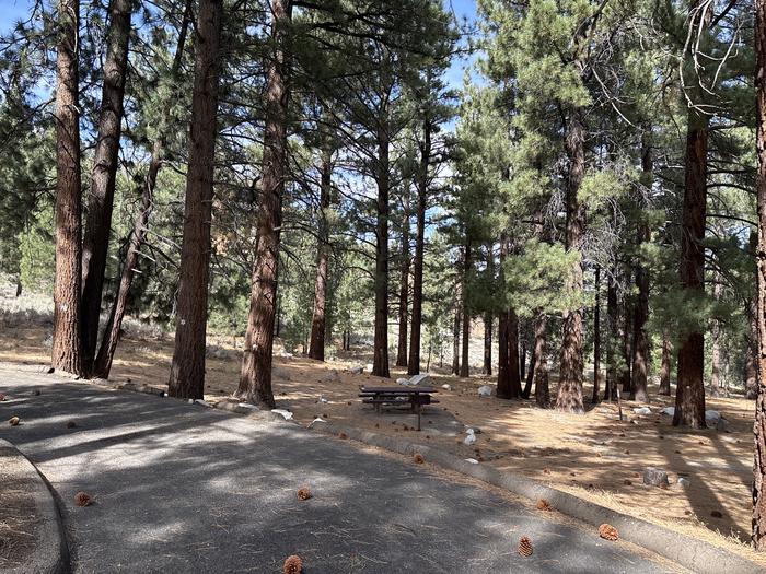 A photo of Site 53 of Loop  at Bootleg with Picnic Table, Fire Pit, Shade, Tent Pad