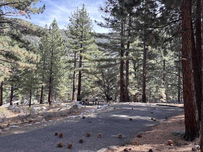 A photo of Site 33 of Loop  at Bootleg with Picnic Table, Fire Pit, Tent Pad