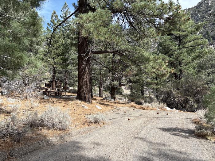 A photo of Site 3 of Loop  at Bootleg with Picnic Table, Fire Pit, Tent Pad