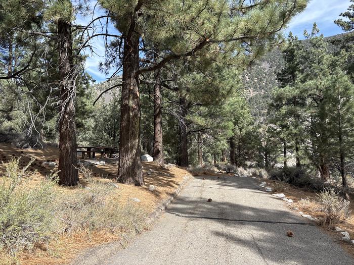 A photo of Site 5 of Loop  at Bootleg with Picnic Table, Fire Pit