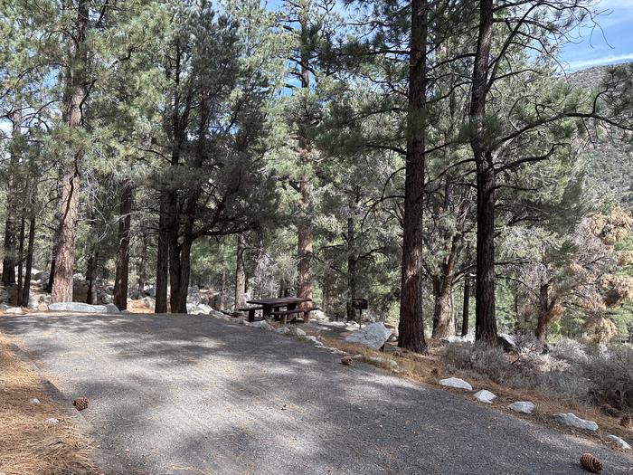 A photo of Site 9 of Loop  at Bootleg with Picnic Table, Fire Pit