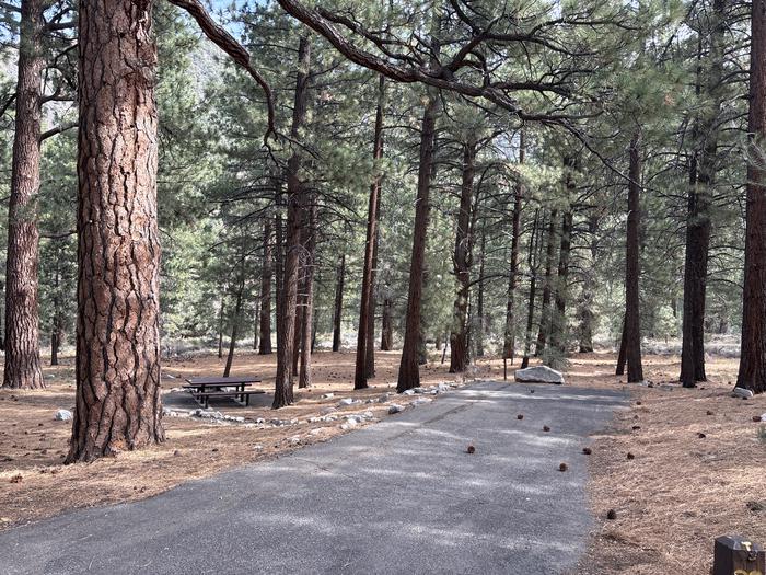 A photo of Site 39 of Loop  at Bootleg with Picnic Table, Fire Pit, Shade, Tent Pad