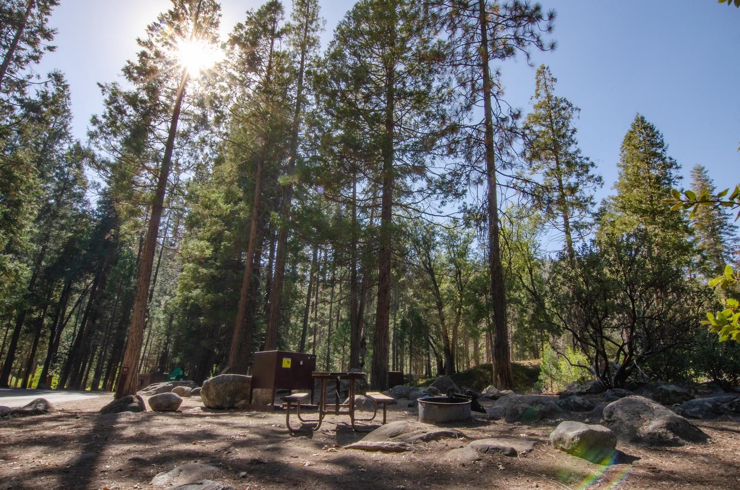 A bear locker, picnic table, and fire ring sit in a relatively open, rocky area. Tall trees are seen in the background.Area around campsite 81