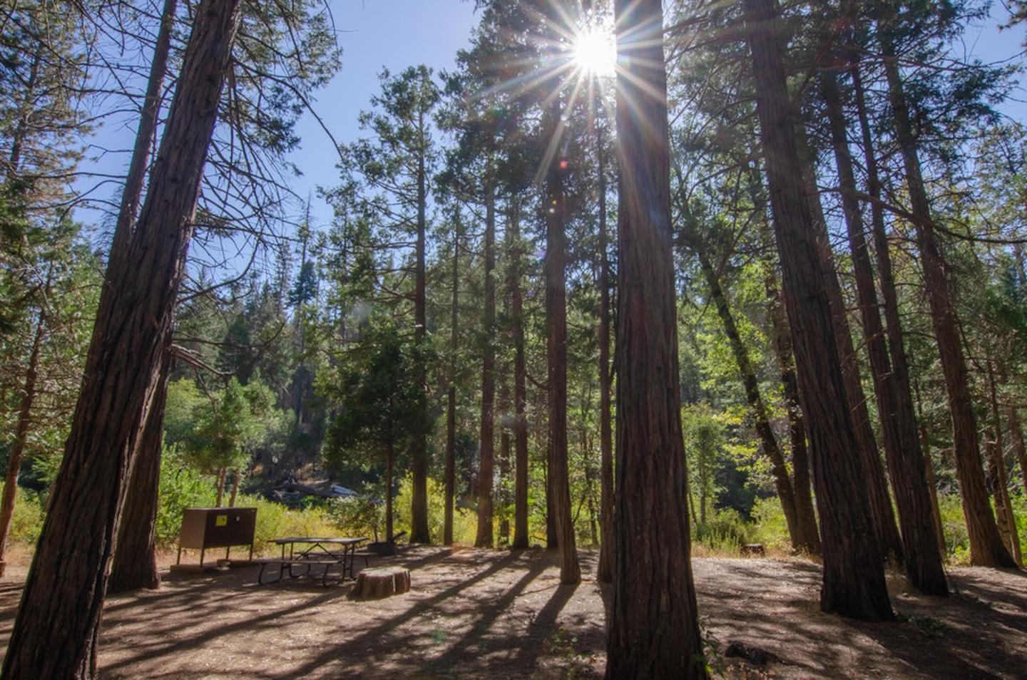 Metal box on legs (bear locker), picnic table, and campfire ring sit below tall pines in a partially shaded, mostly flat area.Site #01 in mid afternoon