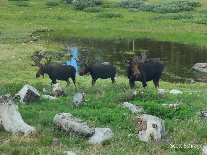 Three moose east of Sugarloaf