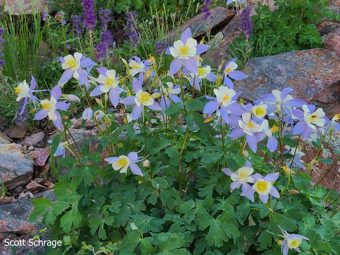 Blue Columbine