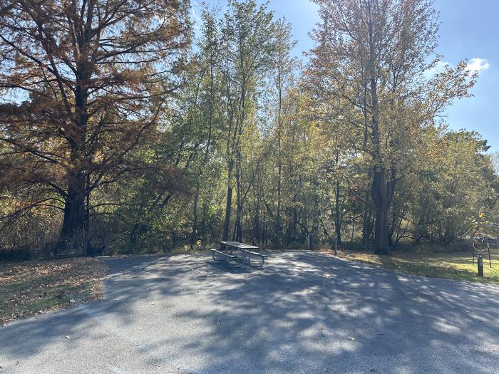 A photo of Site 031 of Loop L1 at Coles Creek Campground with Picnic Table, Electricity Hookup, Fire Pit