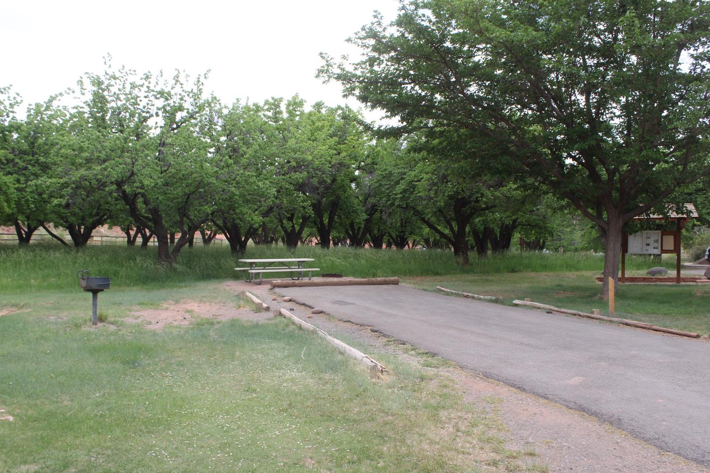 A paved driveway. Facing the end of the driveway, a picnic table is directly behind it. A grill is to the left side of the driveway. Many trees are in the background.Site 51, Loop C in summer.
Paved Dimensions: 19' x 42'