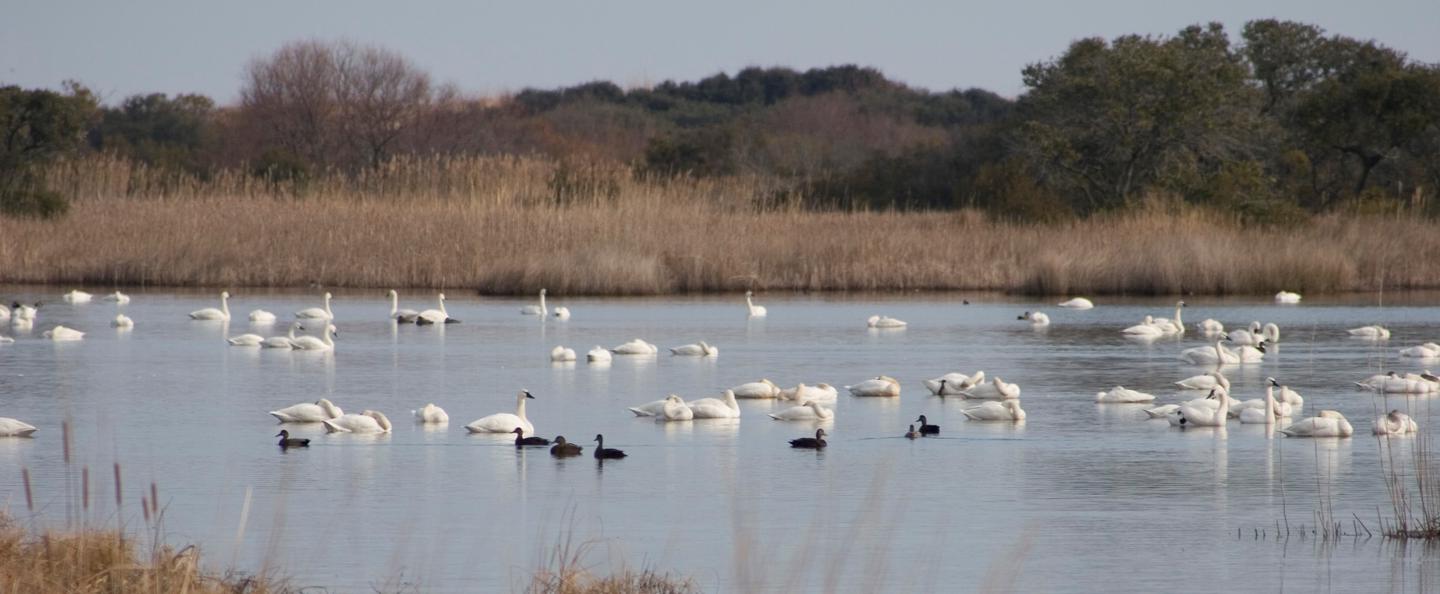 Many large white tundra swans and a few small dark ducks swim in the water. Brown marsh vegetation and shrubby trees are in the background.Wintering swans and ducks swim in a managed wetland impoundment at Back Bay National Wildlife Refuge in Virginia Beach, Virginia. The wildlife refuge was established in 1938 for wintering waterfowl.