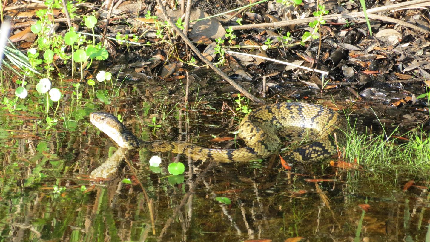 A yellow gold snake with dark bands swims with its body on top of the water. Short green vegetation and brown leaves scatter the water and edge of the body of water.A cottonmouth snake swims at Back Bay National Wildlife Refuge in Virginia Beach, Virginia. Reptiles and amphibians are commonly seen in warm weather at the wildlife refuge.