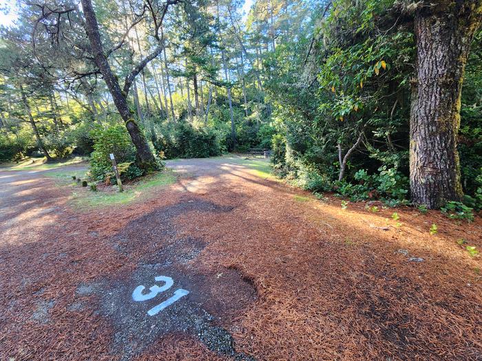 Eel Creek Campground Site #31