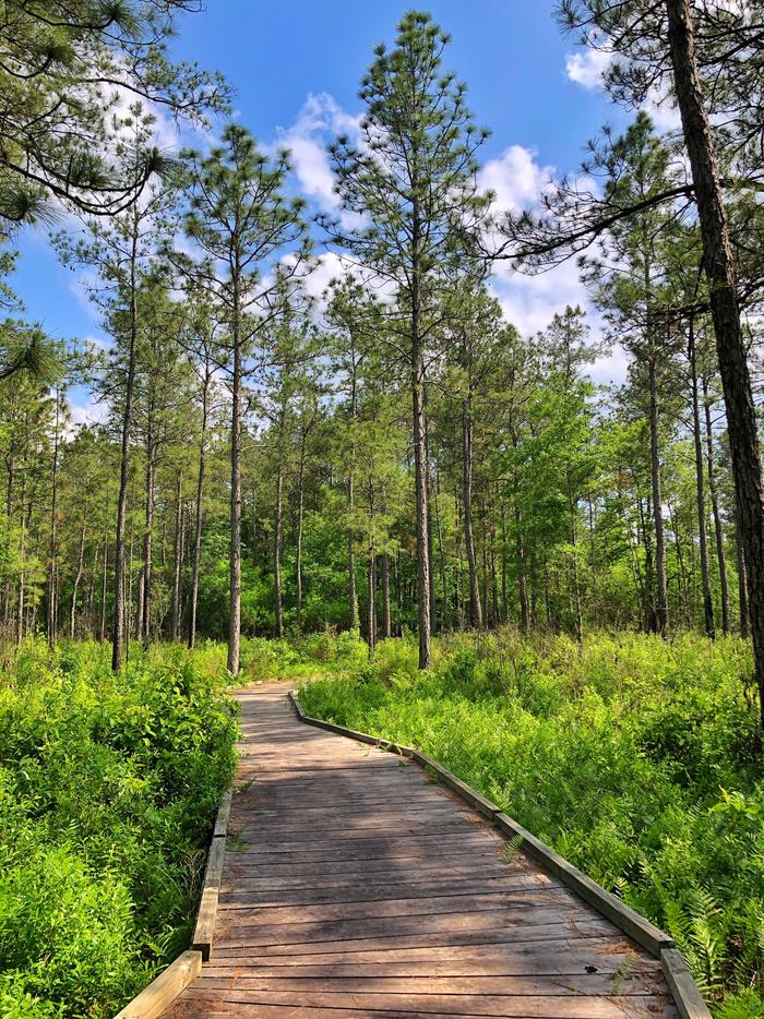 Sundew TrailThe Sundew Trail leads hikers through a wetland pine savannah.