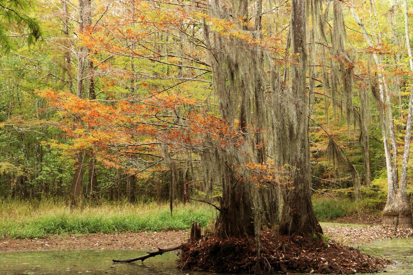 Bald Cypress in FallBald cypress displaying fall colors on the Beaver Slide Trail