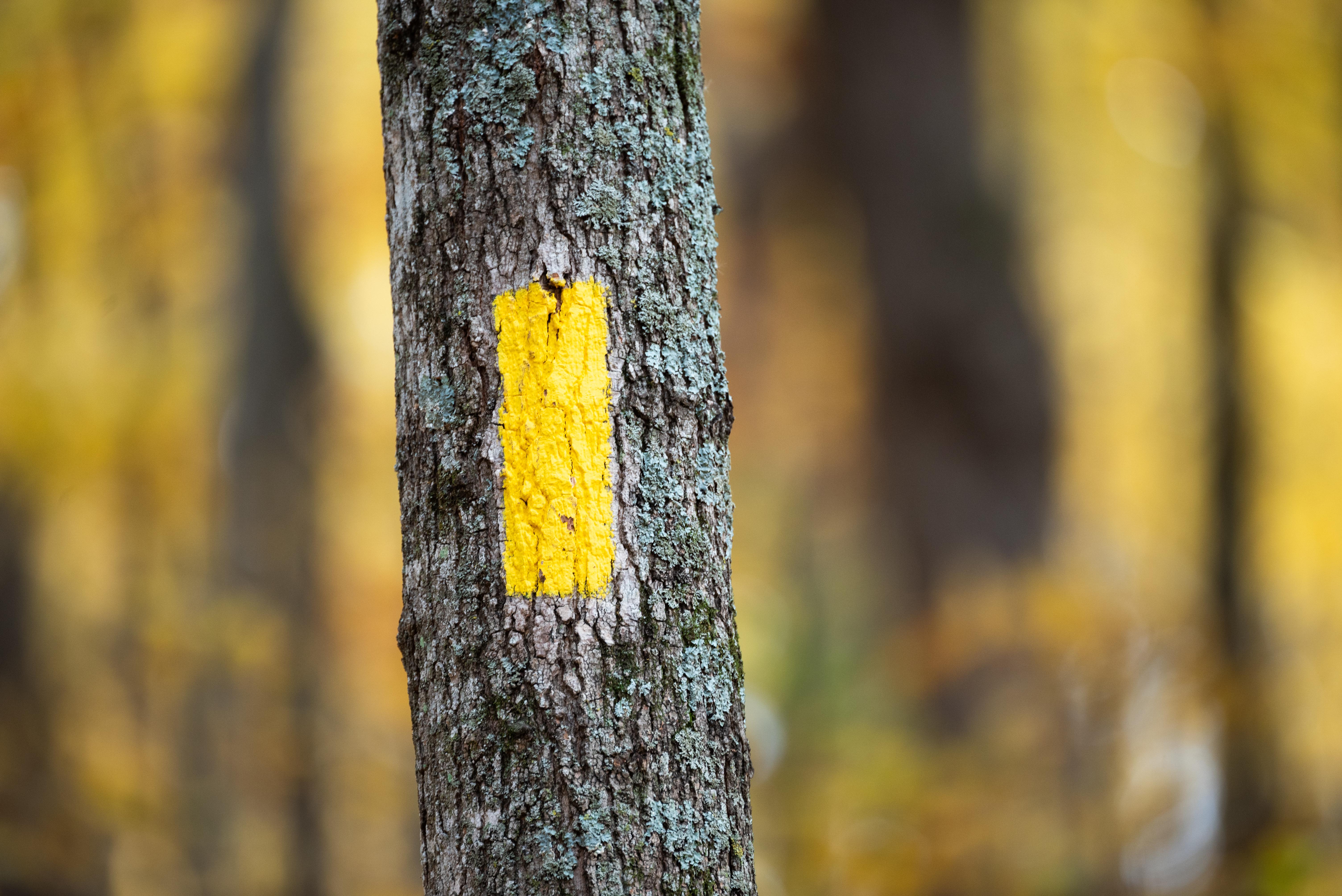 Yellow Blaze Marking the Ice Age National Scenic Trail