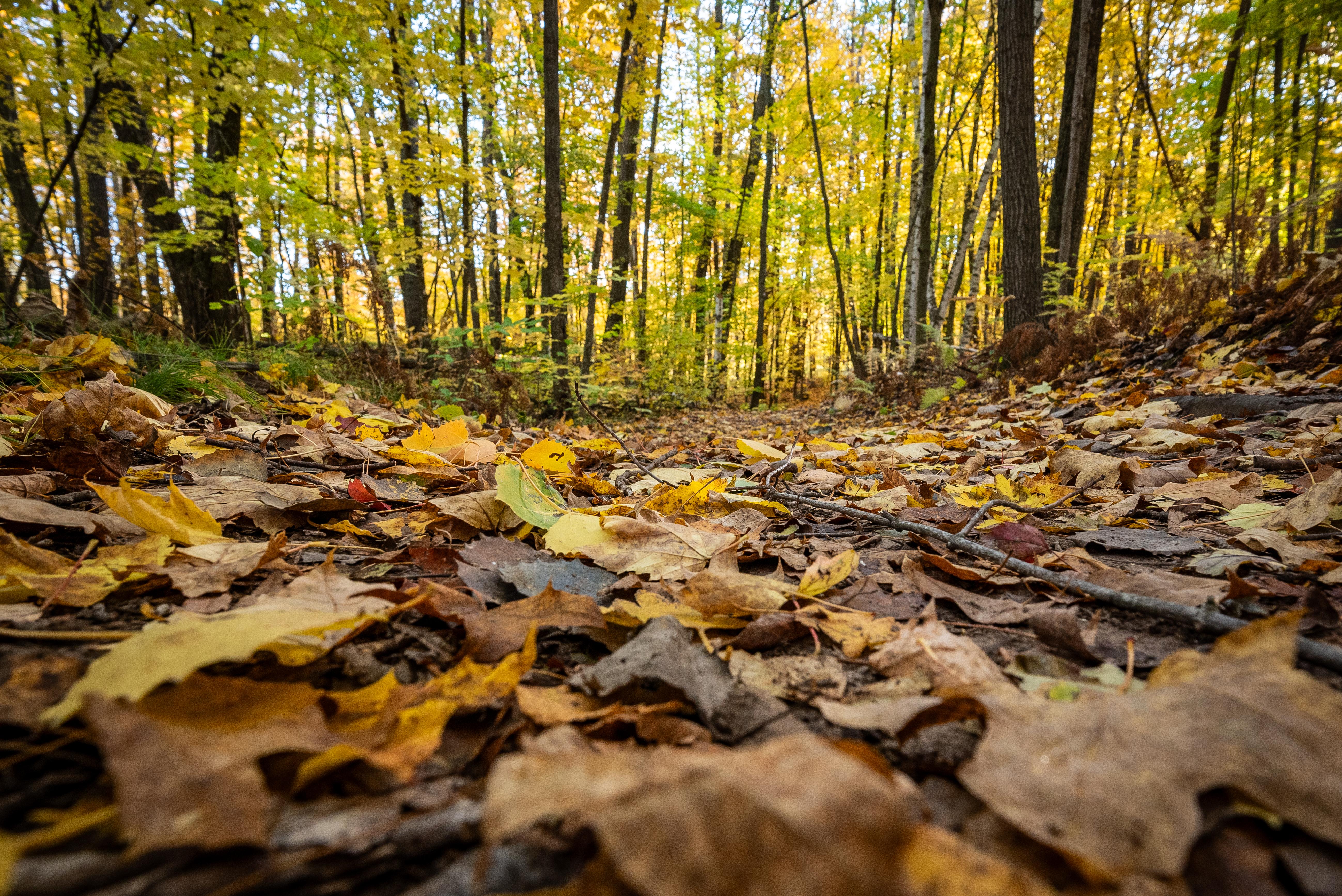 Trail On Straight Lake Segment of Ice Age National Scenic Trail