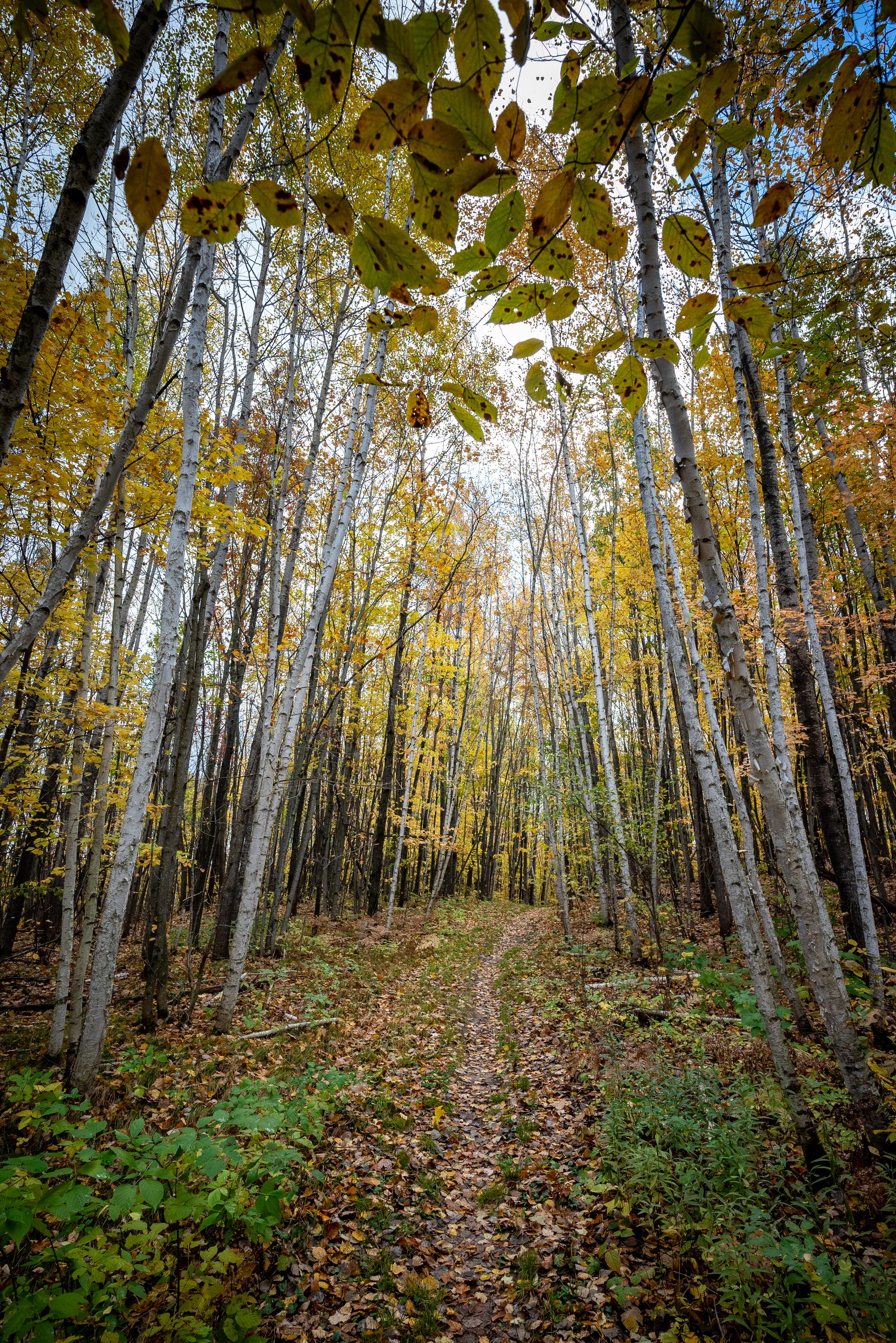 Trail On Harwood Lake Segment of Ice Age National Scenic Trail