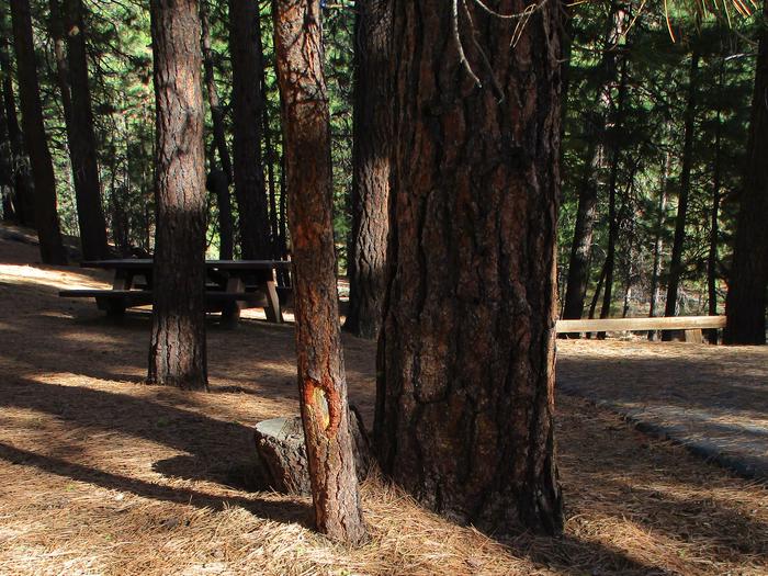 A photo of Site 057 of Loop LOO1 at GRASSHOPPER FLAT with Picnic Table, Fire Pit, Shade