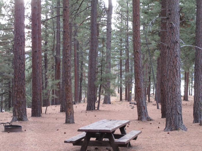 Site 44 Grizzly Campground