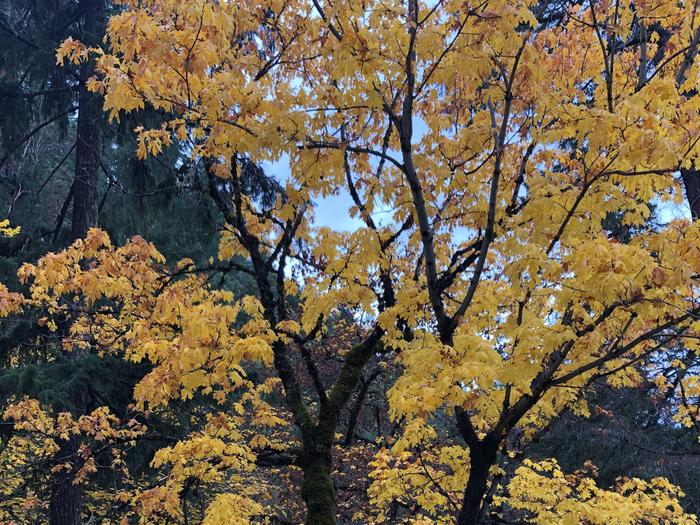 Preview photo of East Fork Campground – Six Rivers Nf (CA)