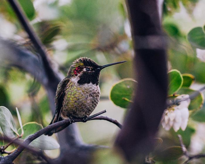 Anna's Hummingbird in the GardenThe Anna’s hummingbird, Calypte anna, is a medium to large hum­mingbird (10 cm; 4 in) that weighs about 2 pennies (4–4.5 g).