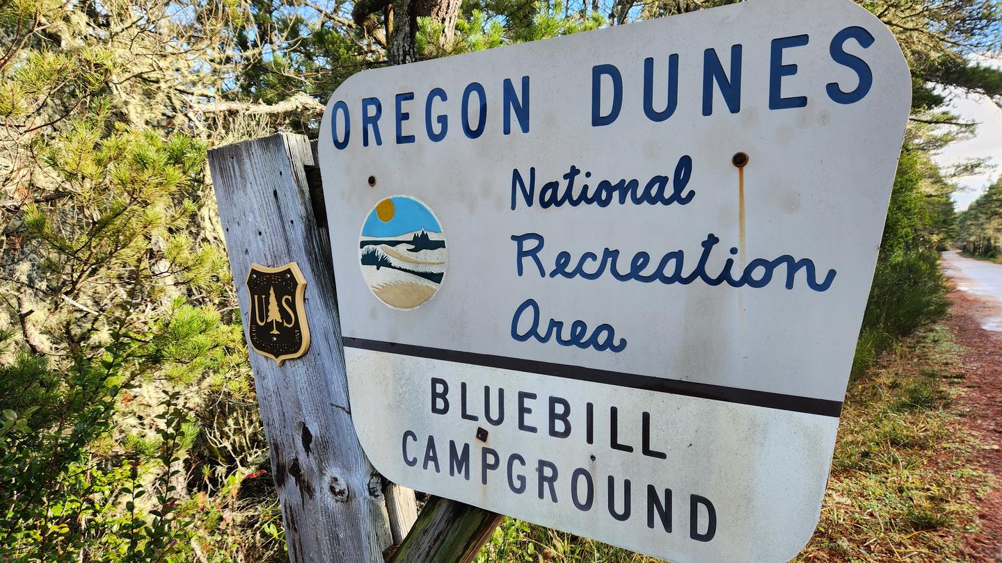 Shore pine with salal understory lining an asphalt road mostly covered with pine needlesBLUEBILL CAMPGROUND SIGN