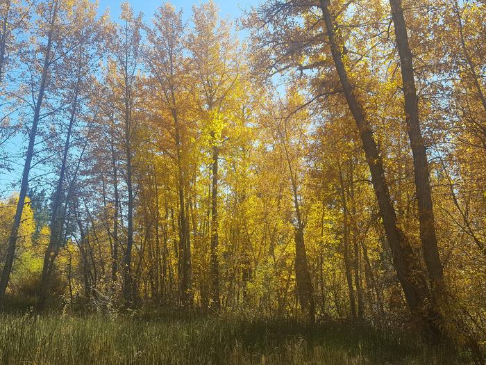 Fall Colors near Sierra Campground