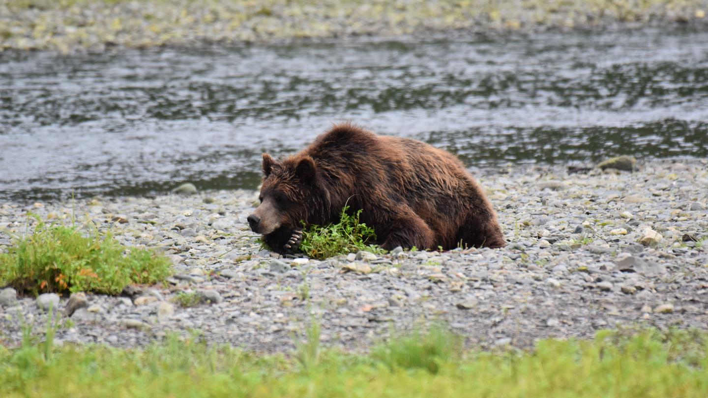 Female brown bear rests next to Pack Creek